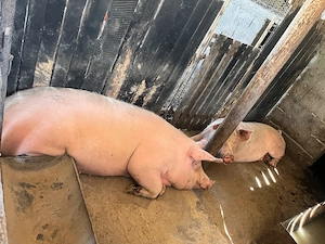 vand porci - 18 lei kg
