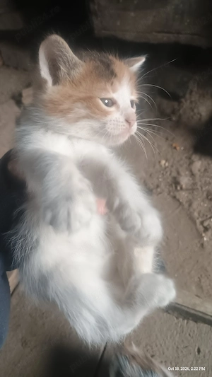 dau pisici in adopție 