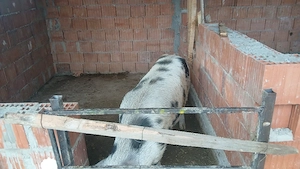 vand porci de taiat 