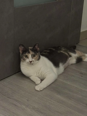 Pisicuta pentru adoptie URGENT - imagine 4
