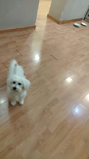 bichon matez  - imagine 2