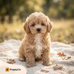Maltipoo toy frumosi si sănătoși  - imagine 4