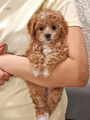 Maltipoo toy frumosi si sănătoși  - imagine 2