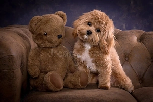 Maltipoo toy frumosi si sănătoși 