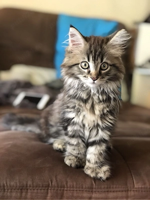 Maine Coon 