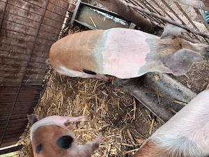 Porci de carne Duroc cu Marele Alb - imagine 2