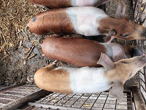 Porci de carne Duroc cu Marele Alb