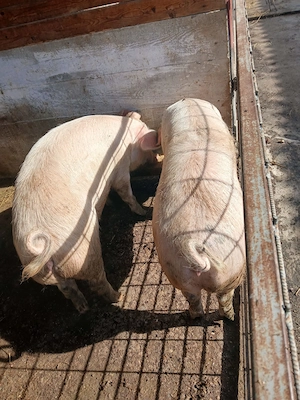 De vânzare porci - imagine 2