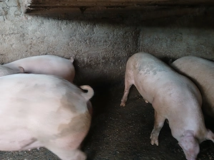 Vand porci crescuți natural - imagine 2