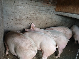 Vand porci crescuți natural
