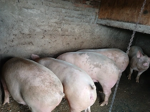Vand porci crescuți natural - imagine 4