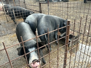vand porci pentru sacrificat 