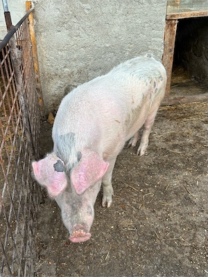 vand porci pentru sacrificat  - imagine 4