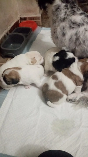 Sufletele mici drăguțe și iubitoare