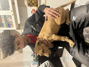 Pui amstaff de vânzare  - imagine 3