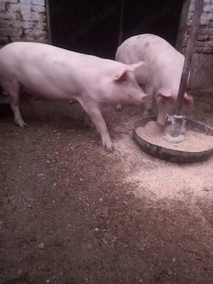Porci 90-100 kg - imagine 4