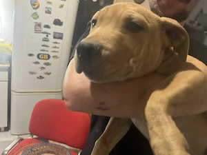 Pui amstaff de vânzare  - imagine 2