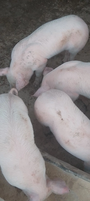 purcei foarte frumoși rasa Pietrain cu Landrace - carne 400 lei bucata  - imagine 4