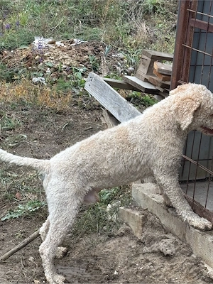 mascula lagotto de 3 ani