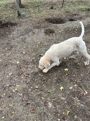 mascula lagotto de 3 ani - imagine 5