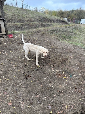 mascula lagotto de 3 ani - imagine 4