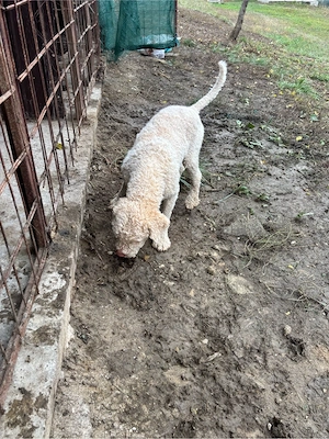 mascula lagotto de 3 ani - imagine 3