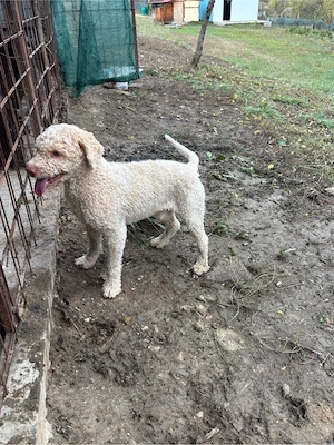 mascula lagotto de 3 ani - imagine 2