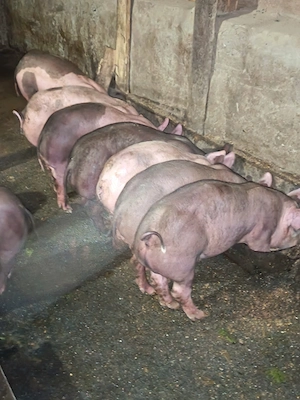  De vânzare purcei   10 săptămâni!  - imagine 2