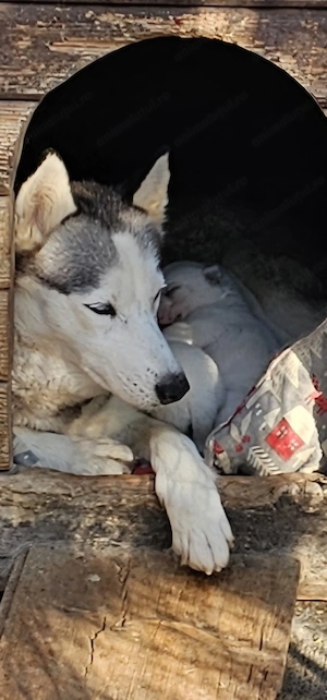 Vând Cățeluși husky 1luna 