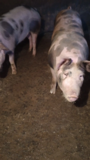 porci de vânzare 