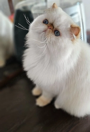 Persian Dollface Exotic Flame Point  - imagine 3