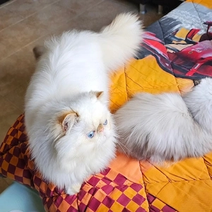 Persian Dollface Exotic Flame Point  - imagine 2