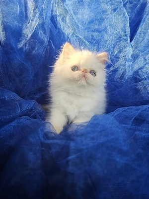 Persian Dollface Exotic Flame Point  - imagine 5