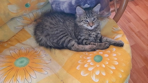 Vând puiuți de pisica,rasa Main Coon,în vârstă de doua luni  luni - imagine 2