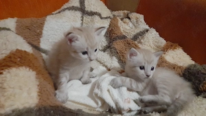 Vând puiuți de pisica,rasa Main Coon,în vârstă de doua luni  luni - imagine 5