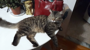 Vând puiuți de pisica,rasa Main Coon,în vârstă de doua luni  luni - imagine 3