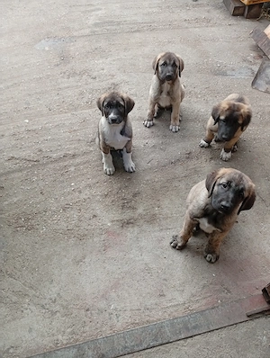 Căței kangal 3 luni 