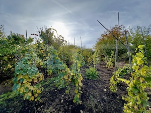 🏡 Casă de vânzare în Cut, județul Alba – liniște, spațiu și potențial! - imagine 7