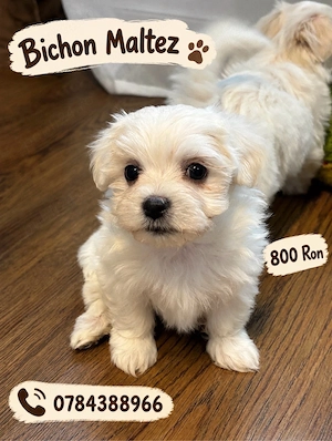 bichon maltez 