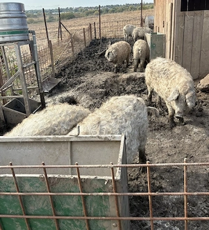 Vand porci mangalita si bazna, rasa pura, Peris Ilfov - imagine 1