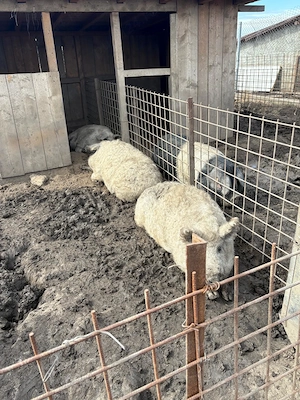 Vand porci mangalita si bazna, rasa pura, Peris Ilfov - imagine 3