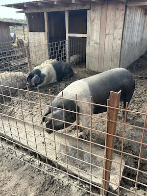 Vand porci mangalita si bazna, rasa pura, Peris Ilfov - imagine 2