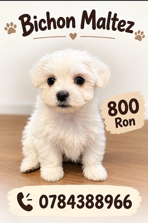 bichon maltez