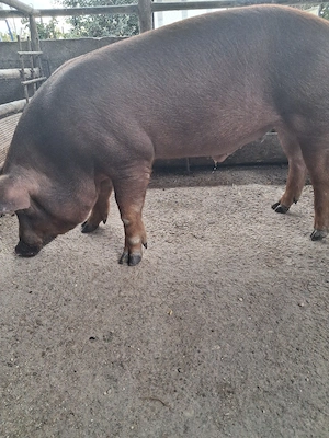 de vanzare 1 mascul 75..80 kg rasă duroc  - imagine 5