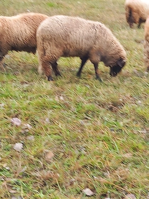 de vânzare 5 berbecuti .