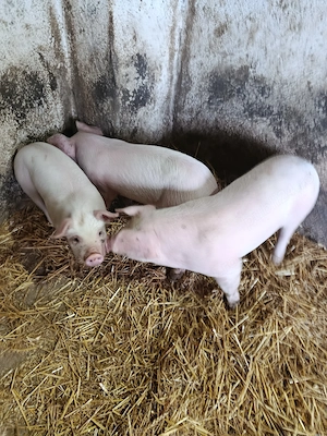 De vînzare purcei 