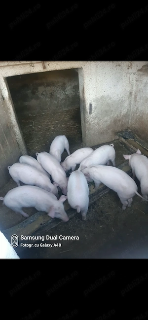 Vând purcei de 8 săptămâni 