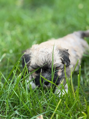 Bichon shitzu  - imagine 3