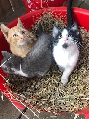 Pisicuti frumosi spre donatie - imagine 4