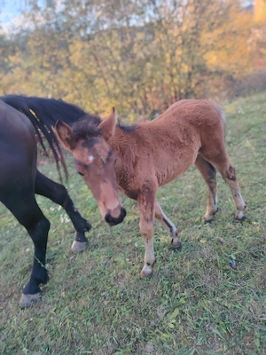 Vând mânză de 2 luni jumate 